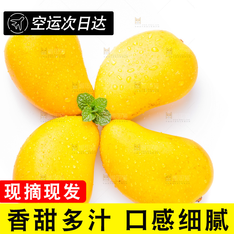 浅底上的海南小台农芒