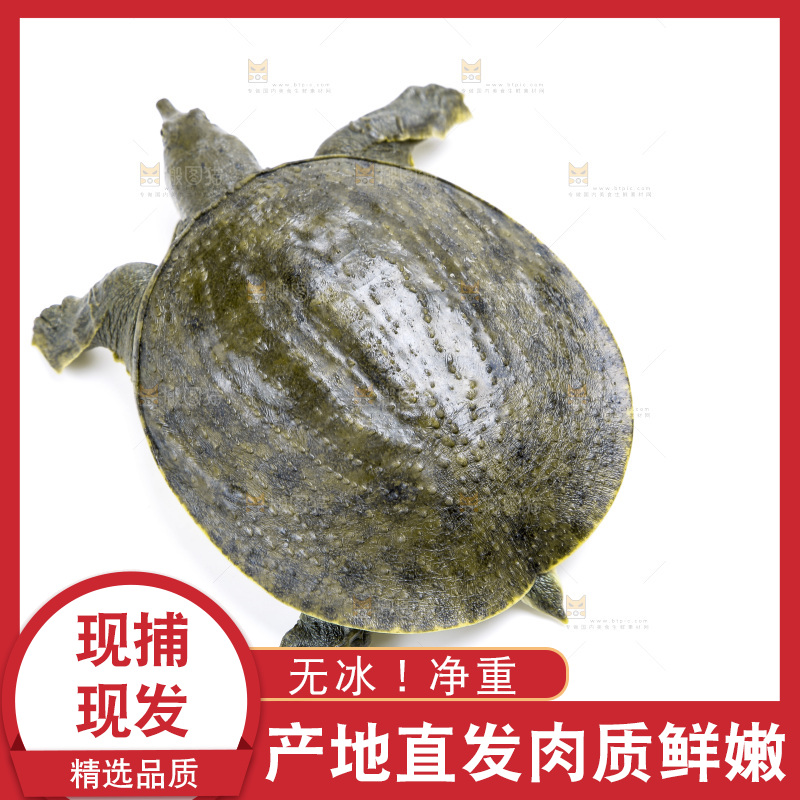 白底上放着甲鱼