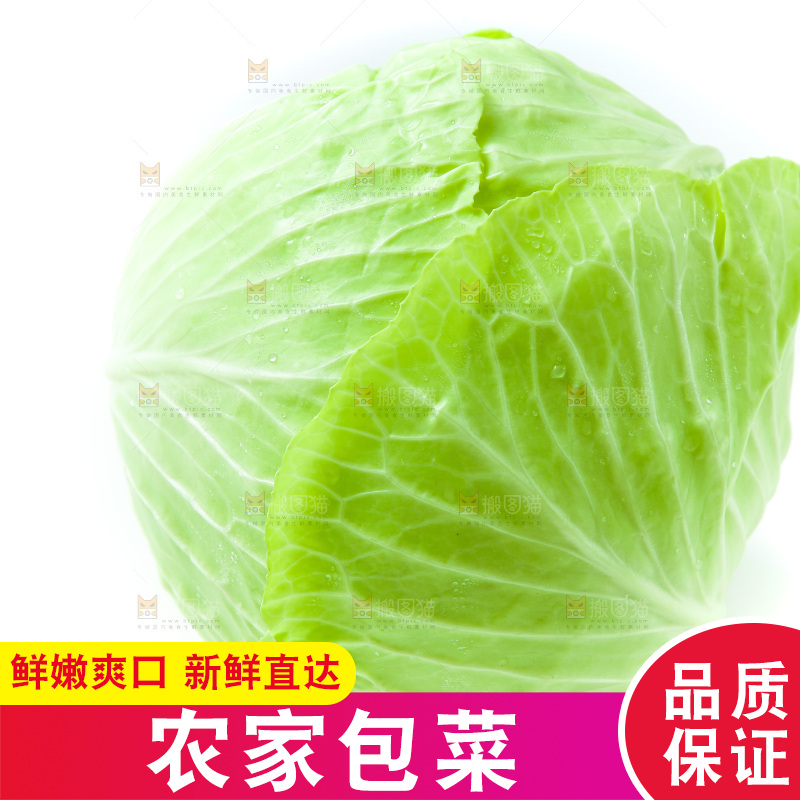 白底上的包菜