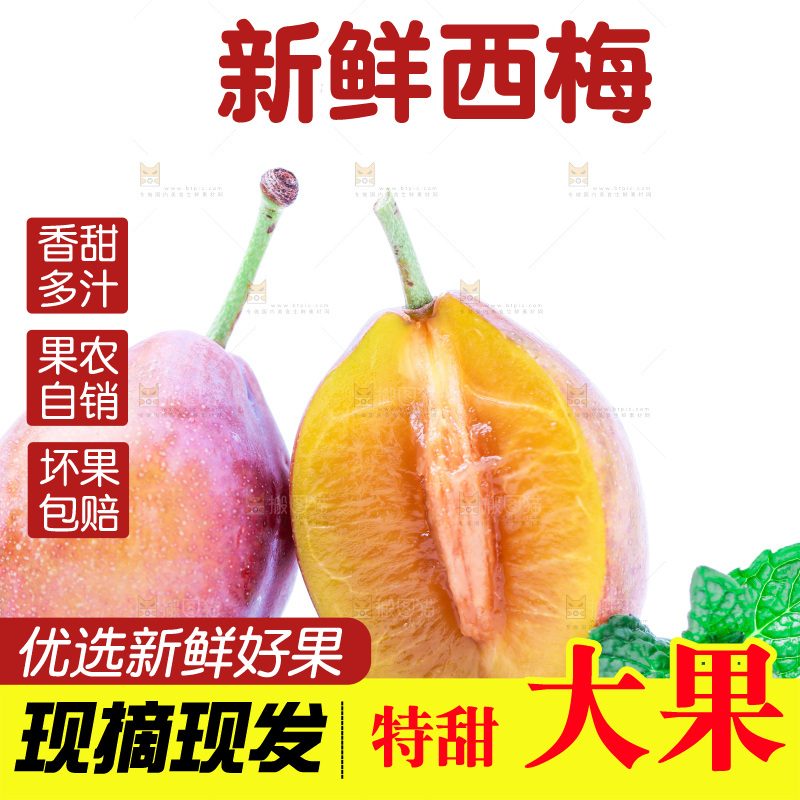 浅底上的新疆西梅