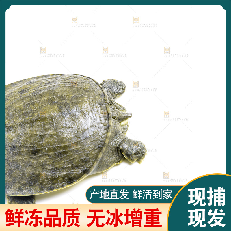 白底上放着甲鱼
