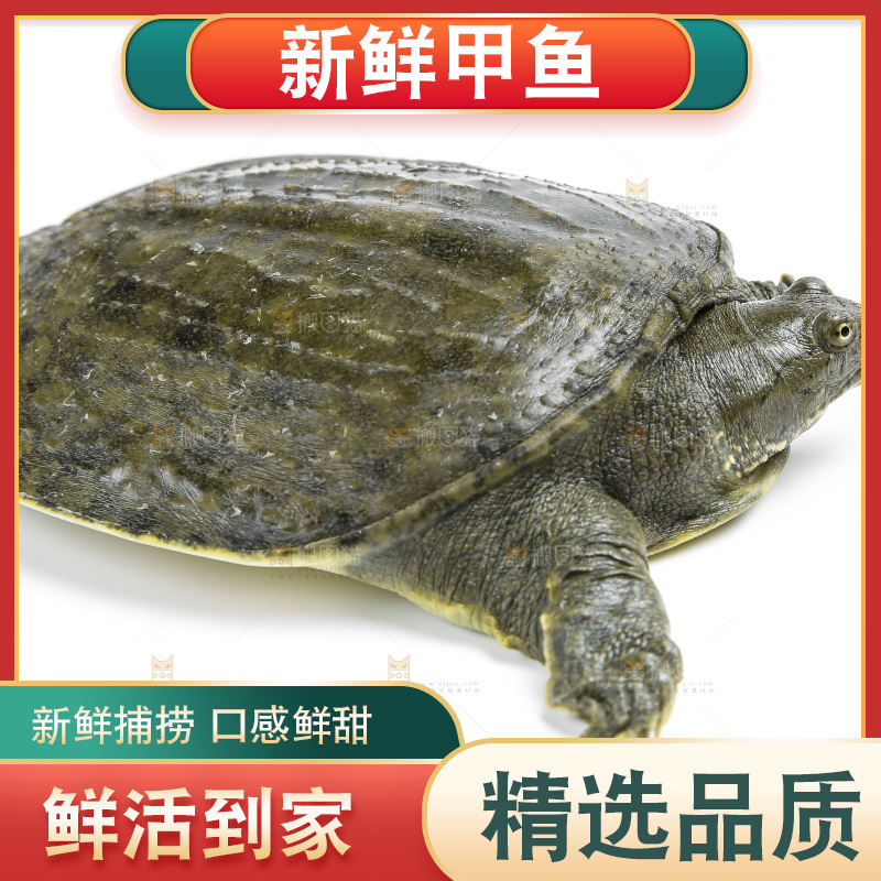 白底上放着甲鱼