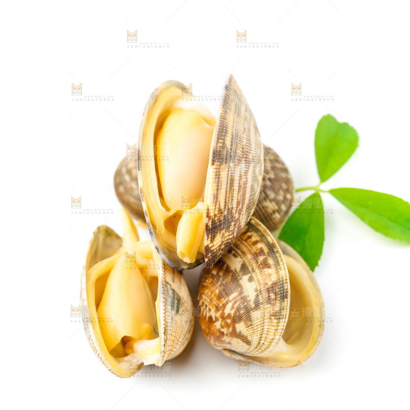 白底上放着蛤蜊