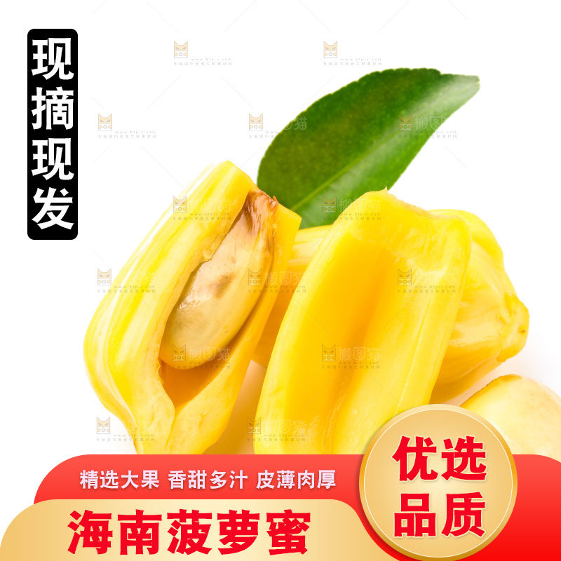 浅底上的海南菠萝蜜