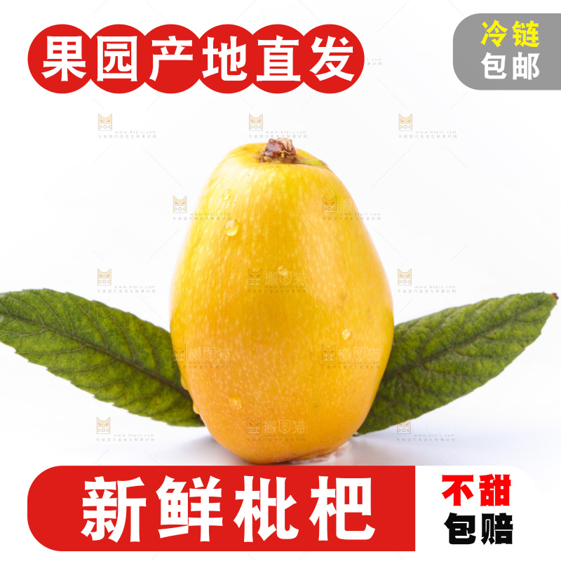 白底上的枇杷