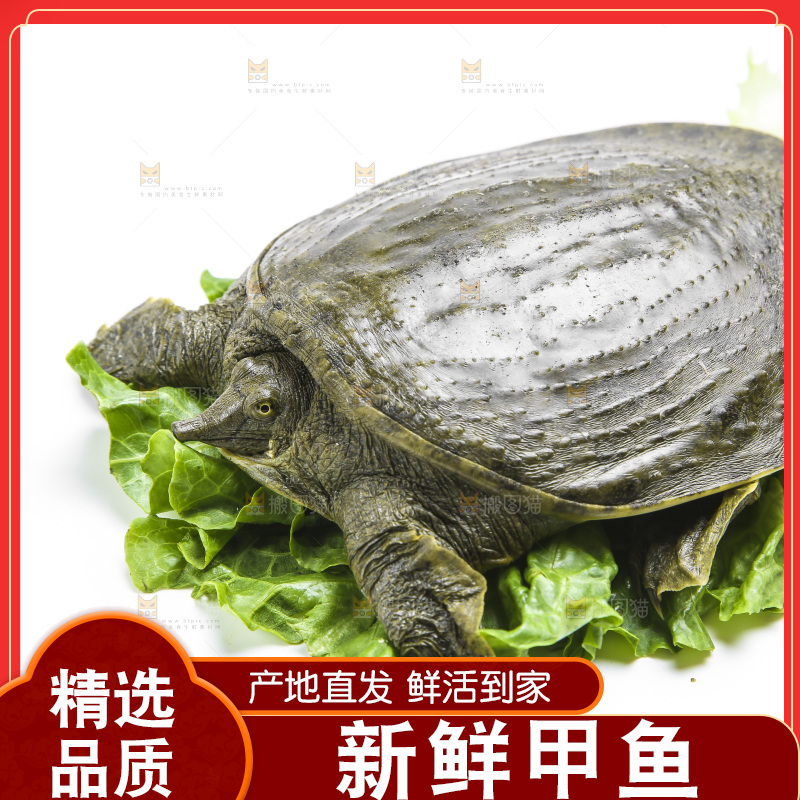 白底上放着甲鱼