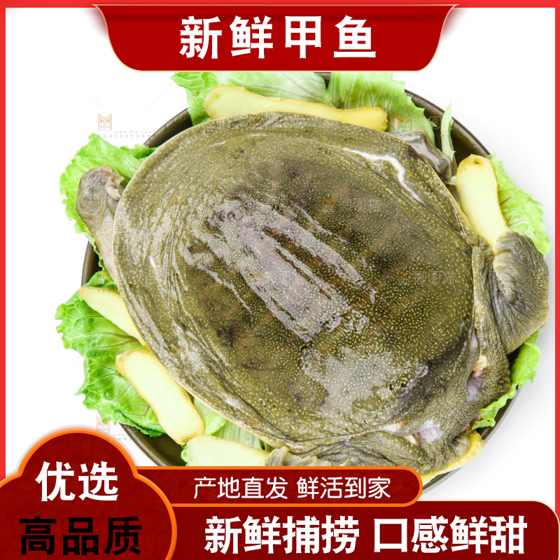 黑底上的甲鱼