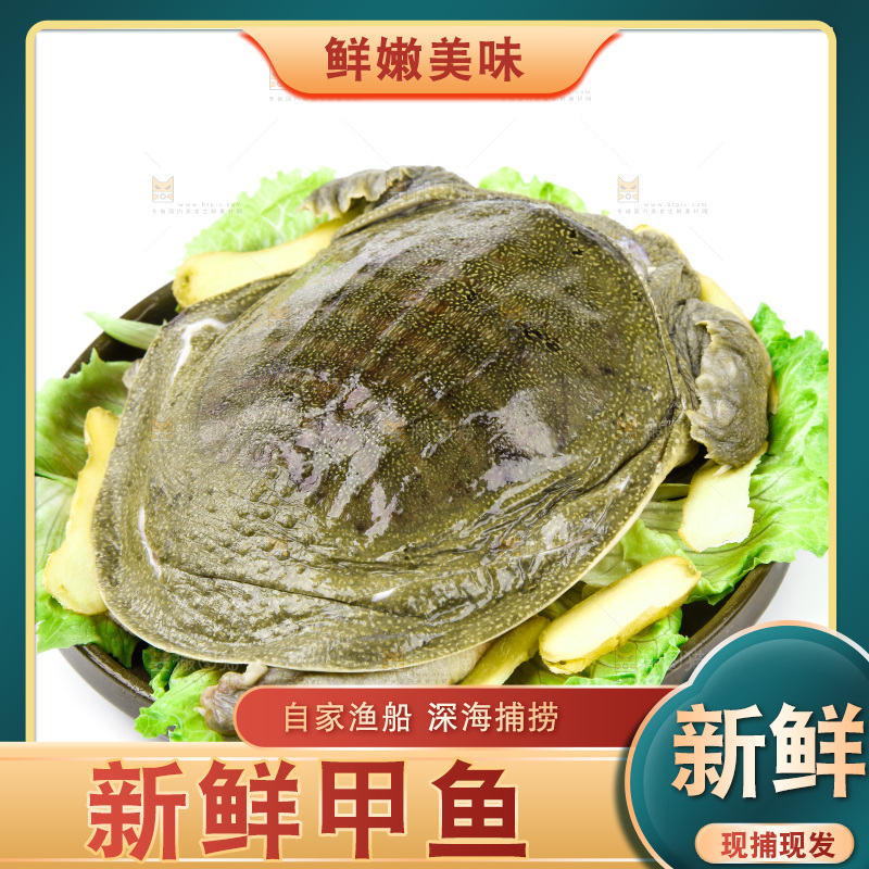 白底上放着甲鱼