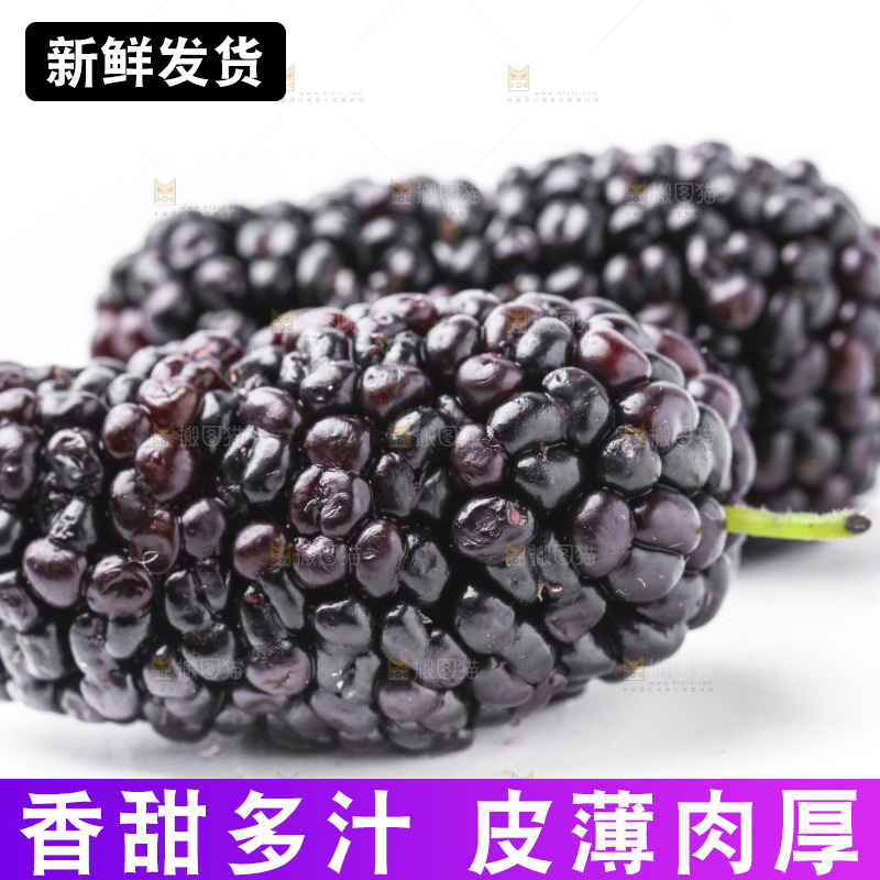 白底上摆放着桑葚