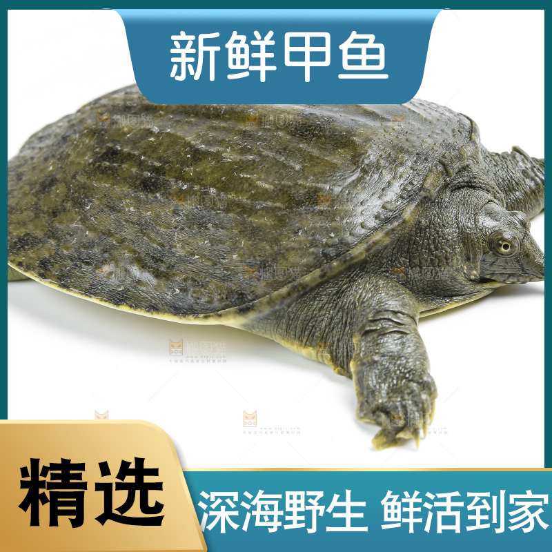 白底上放着甲鱼