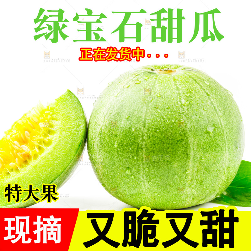 浅底上的山东绿宝石甜瓜