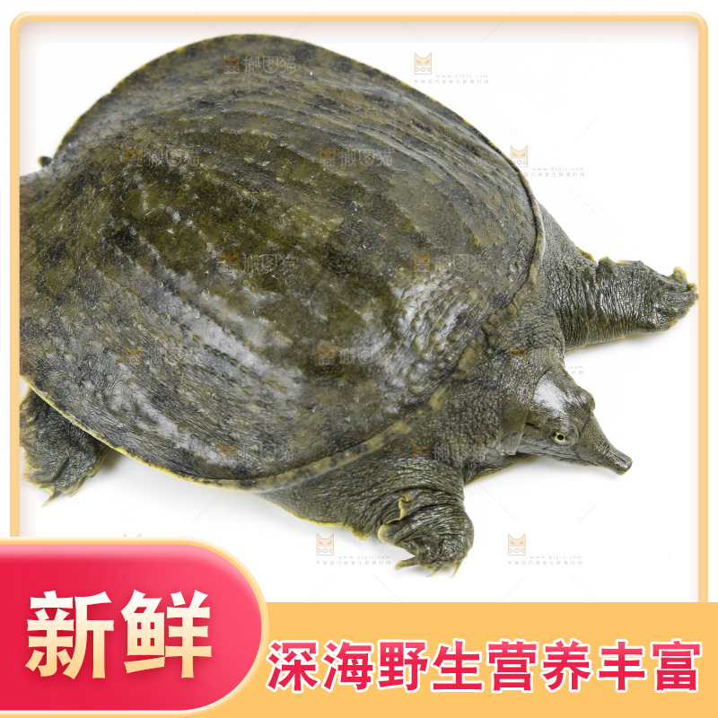 白底上放着甲鱼