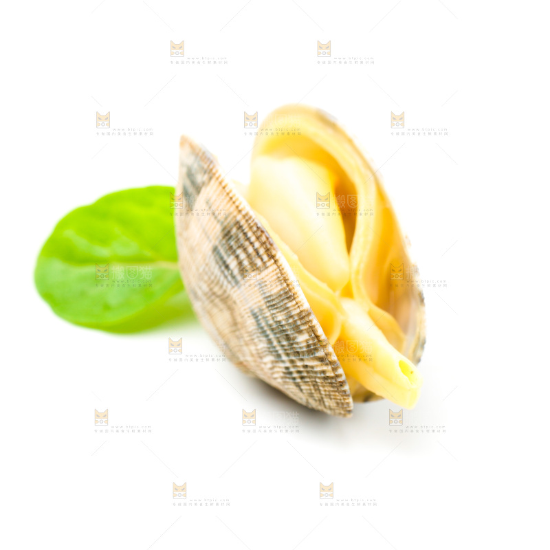 白底上放着蛤蜊