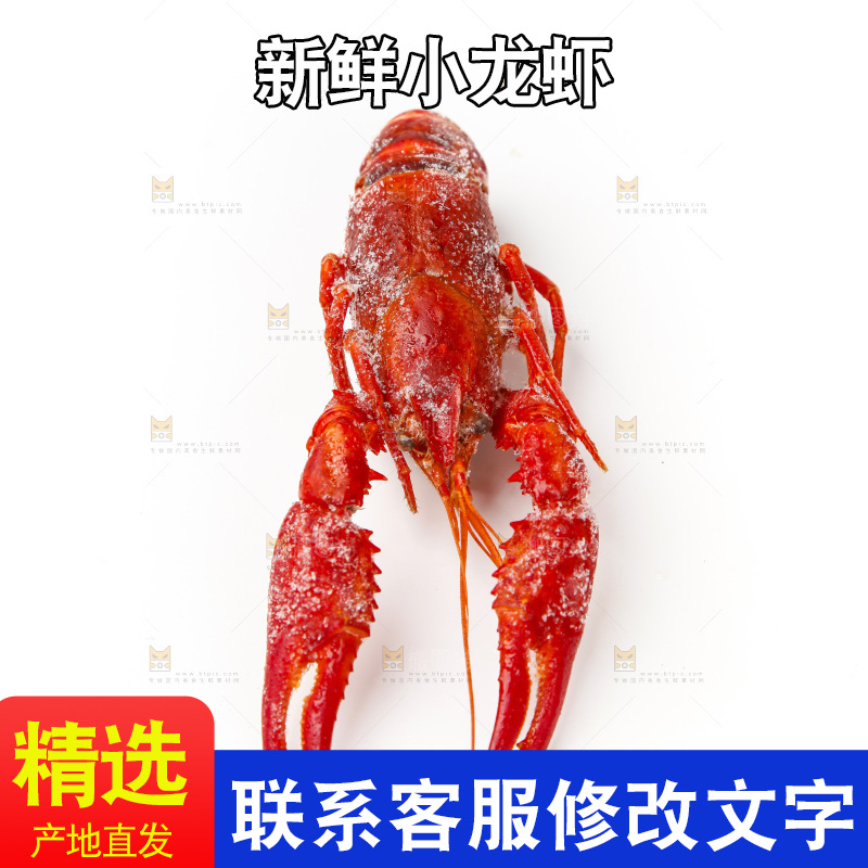 白底上的小龙虾