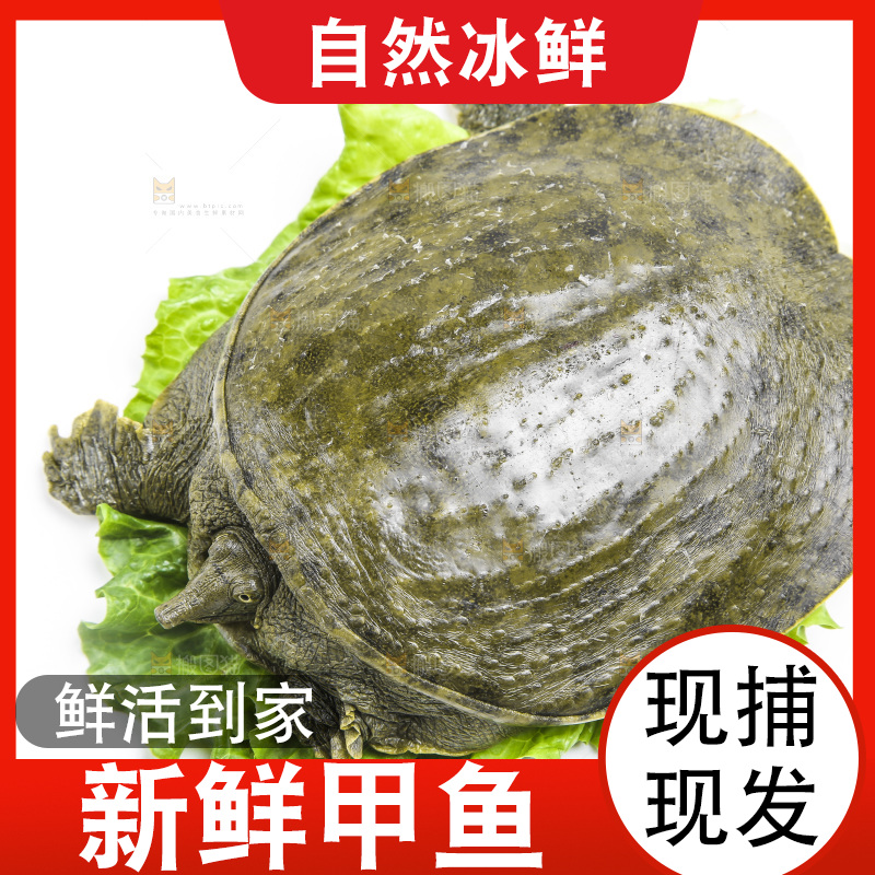 白底上放着甲鱼