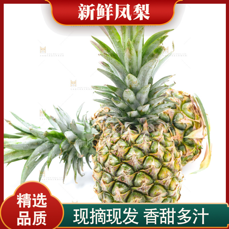 浅底上的海南凤梨