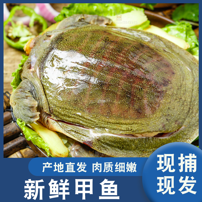 盘子里装着甲鱼