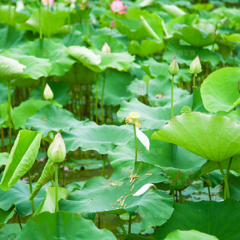 池塘里的荷花荷叶