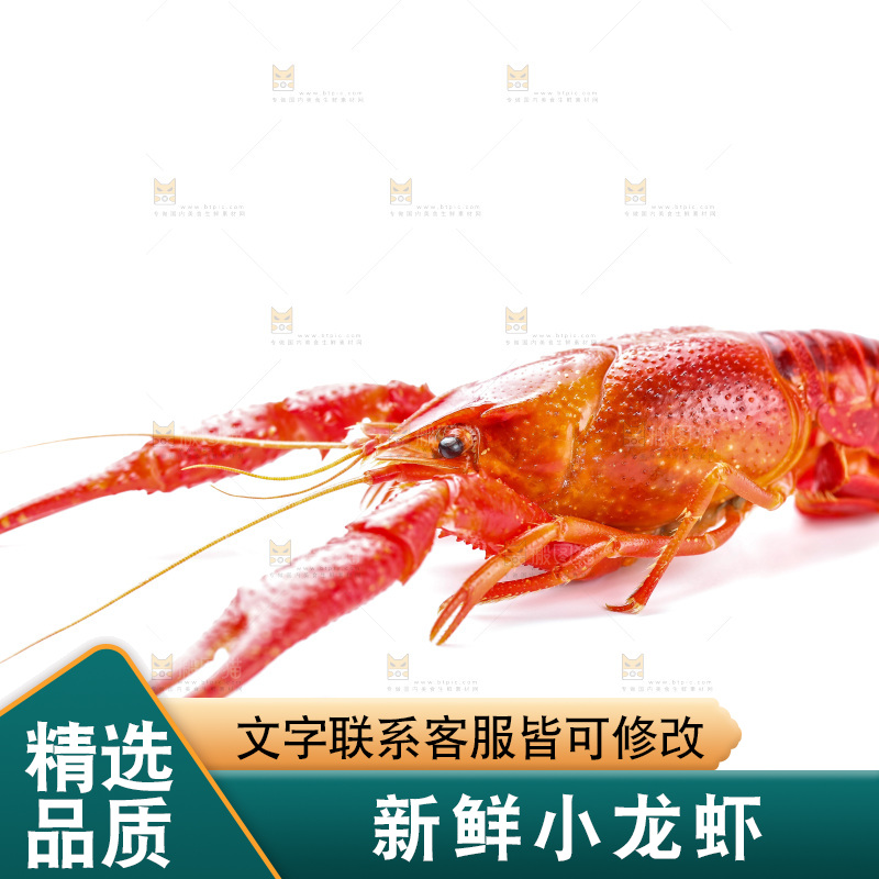 白底上的小龙虾