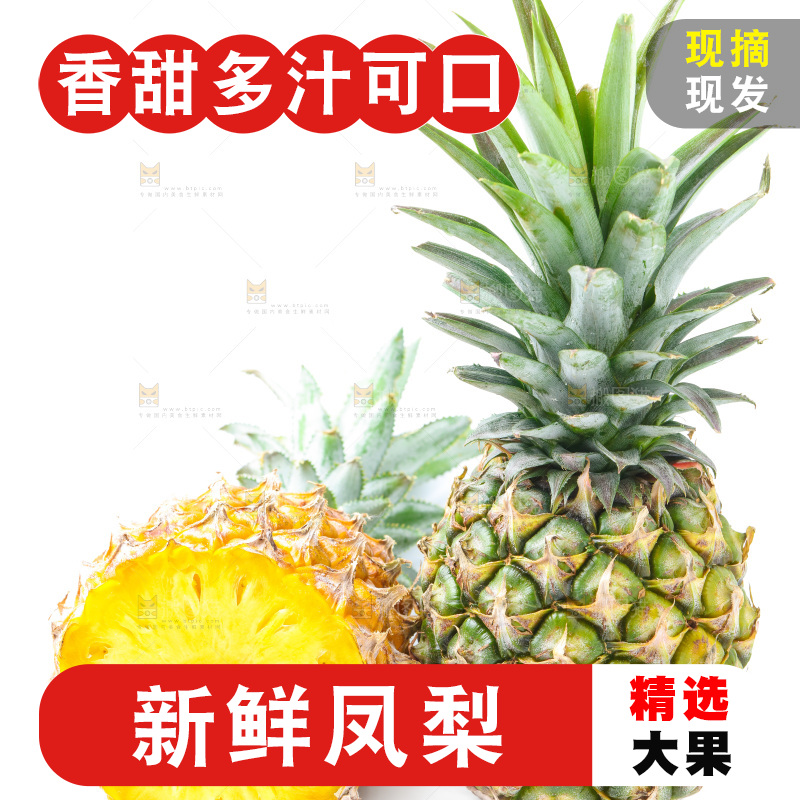 浅底上的海南凤梨