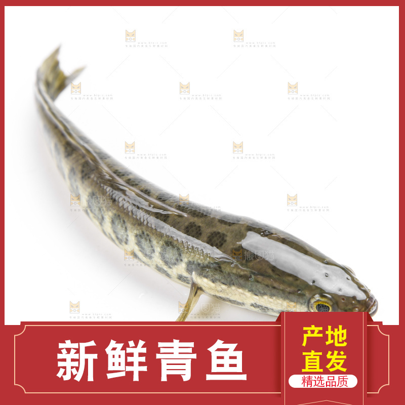 白底上的青鱼苗