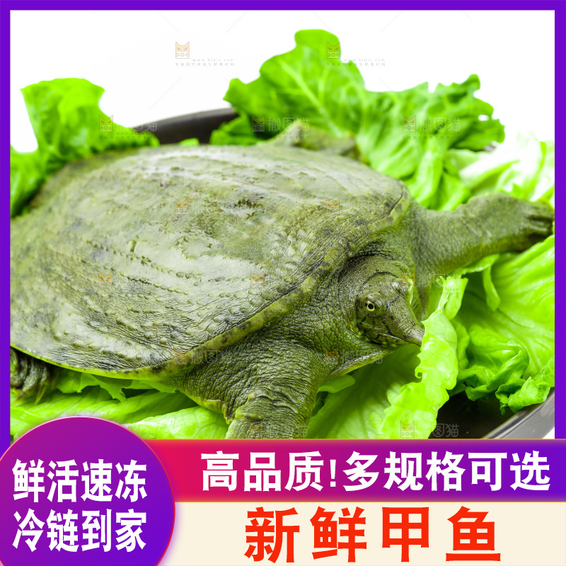黑底上放着甲鱼