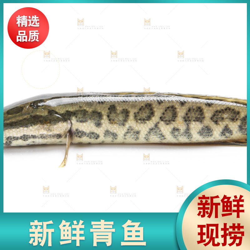 白底上的青鱼苗