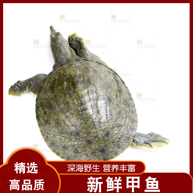 白底上放着甲鱼