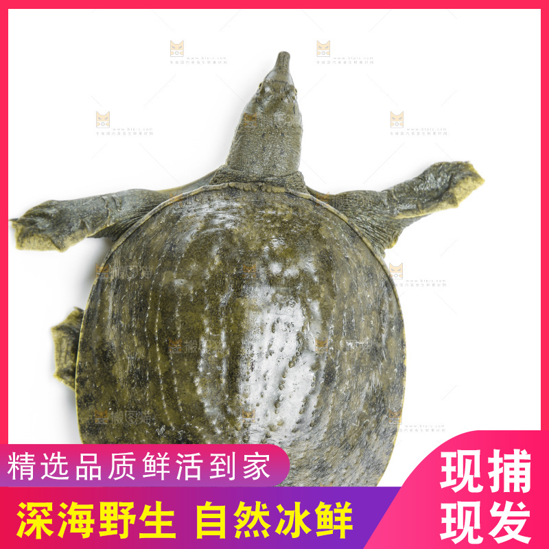 白底上放着甲鱼