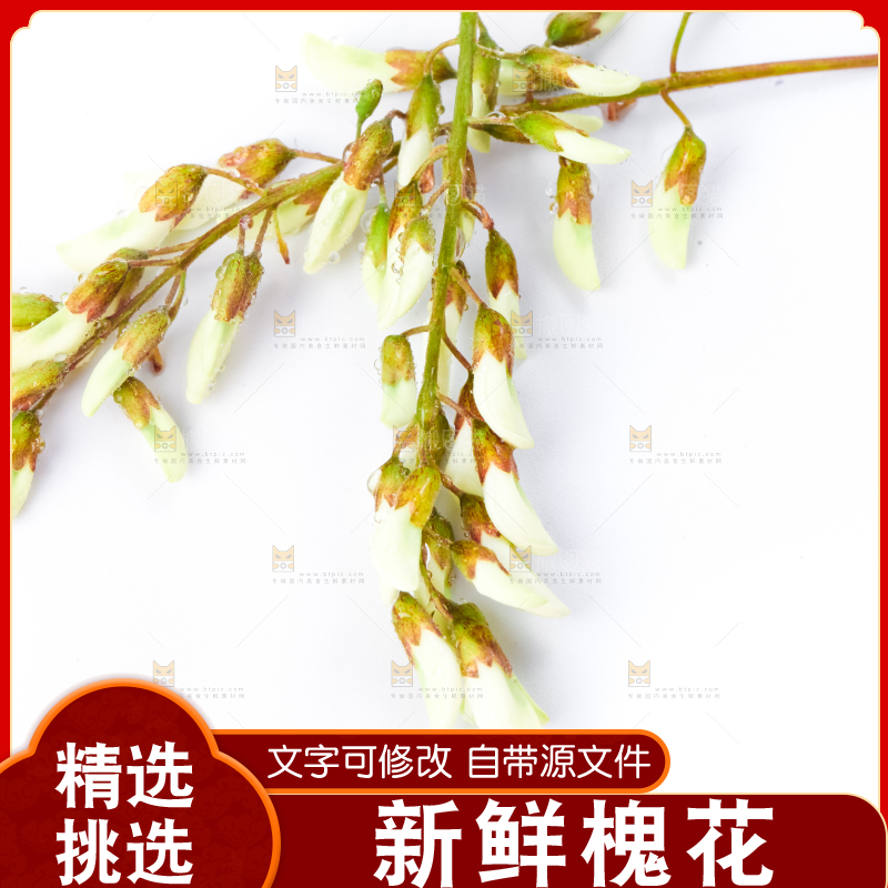 白底上摆放着洋槐花