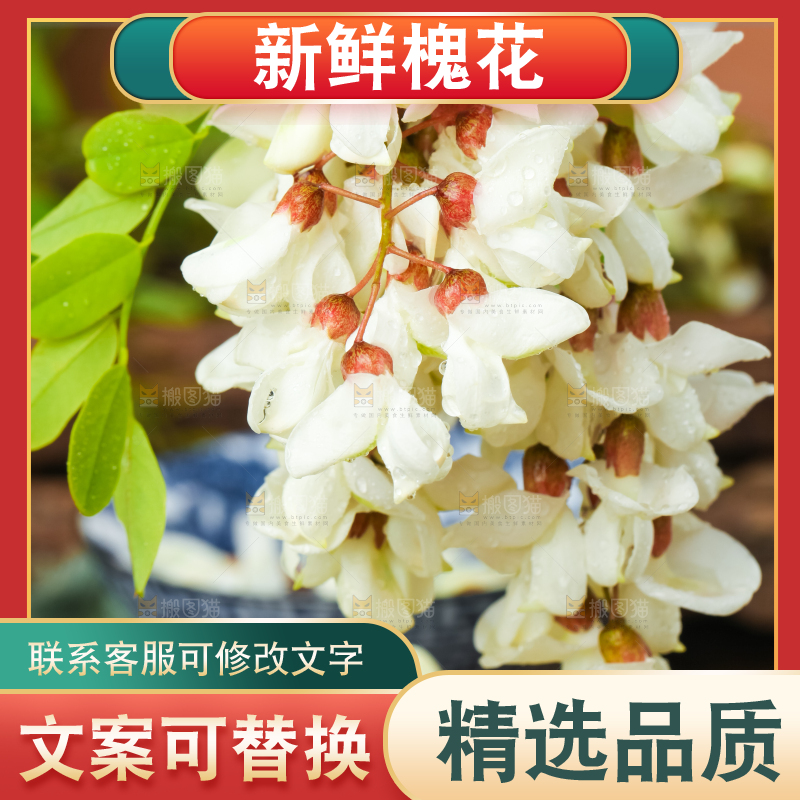 手里拿着刺槐花