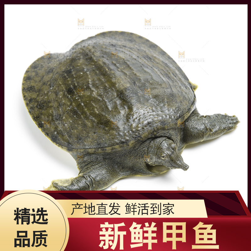 白底上放着甲鱼