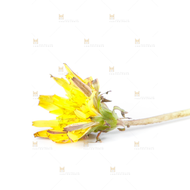 白底上的蒲公英花