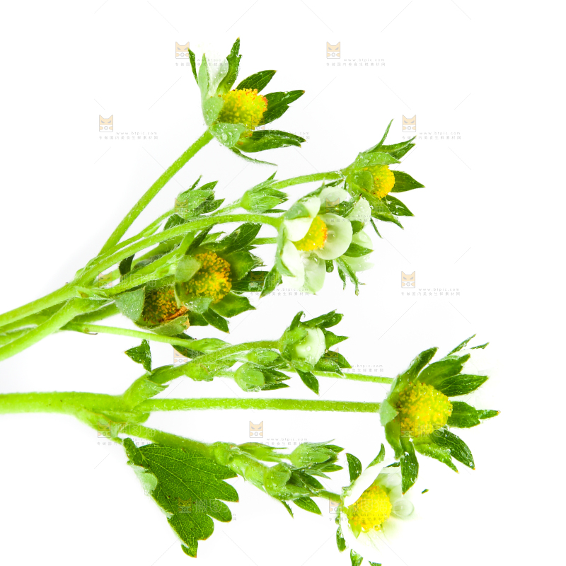 白底上的草莓花