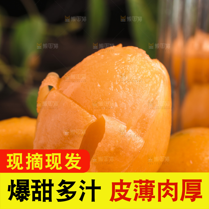 深底上的攀枝花枇杷
