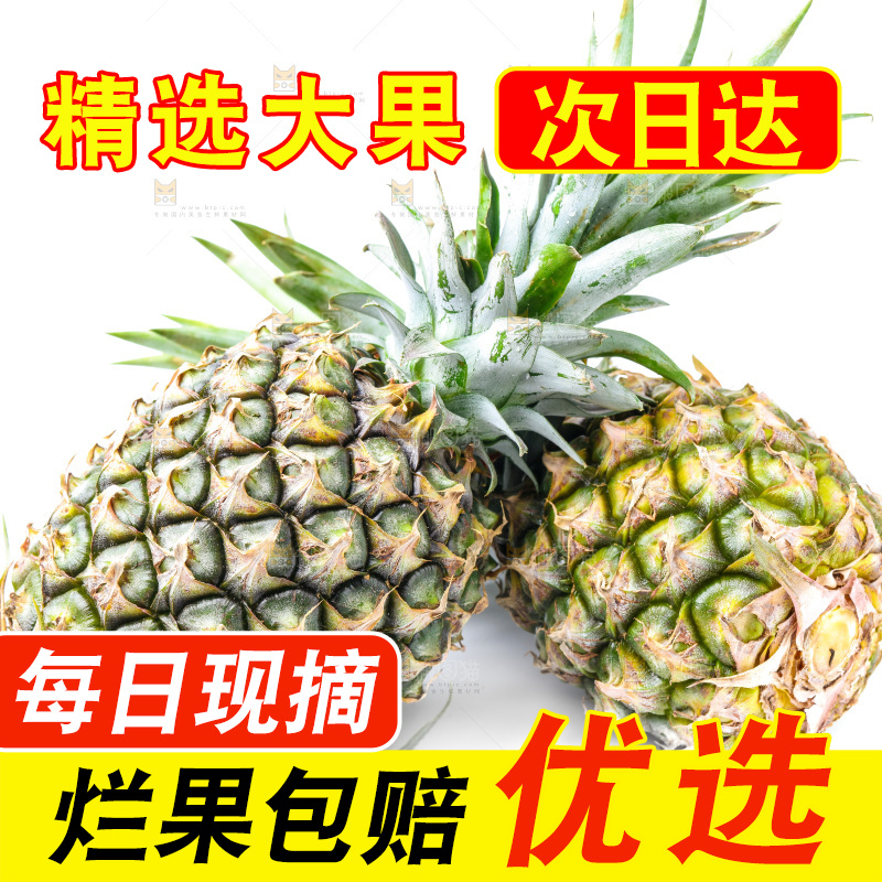 浅底上的海南凤梨
