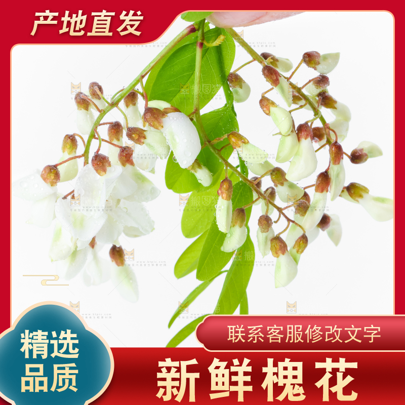 手里拿着新鲜槐花