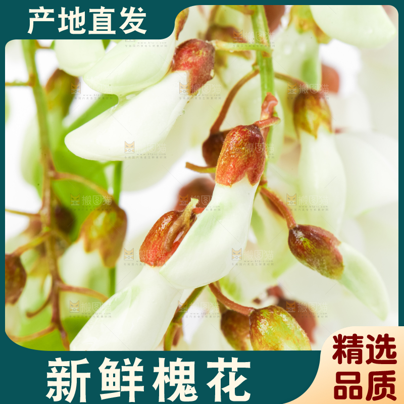 白底上摆放着洋槐花