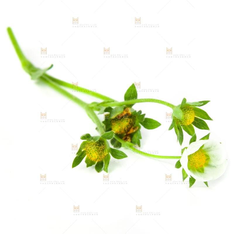 白底上的草莓花