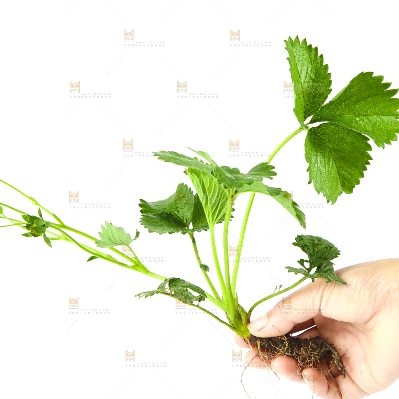 白底上的草莓花