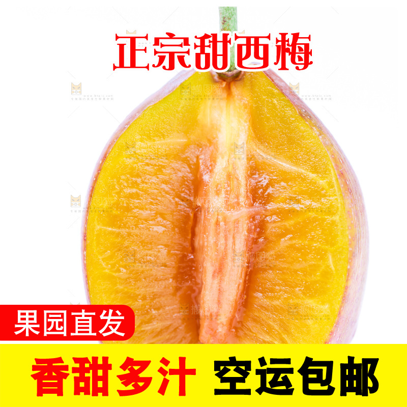 浅底上的新疆西梅