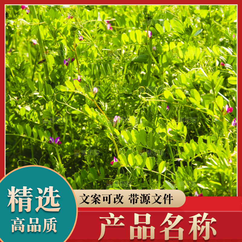 绿油油的箭筈豌豆