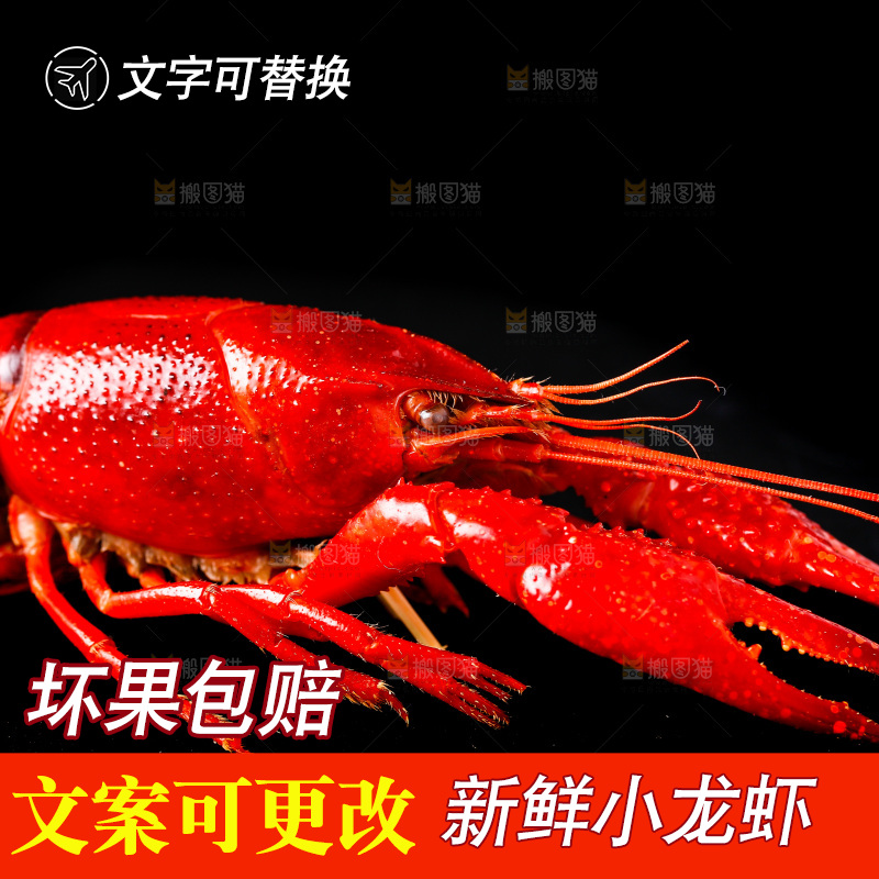 白底上的小龙虾