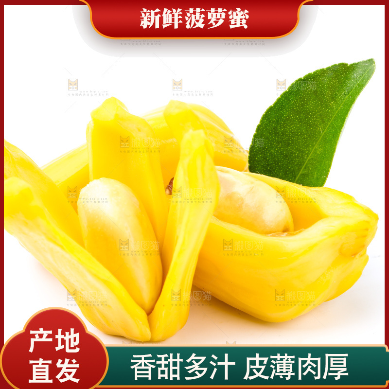浅底上的海南菠萝蜜