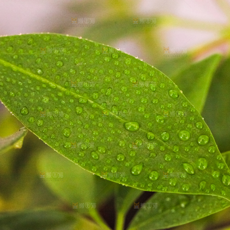 浅底上放着一片叶子