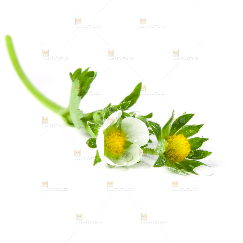 白底上的草莓花
