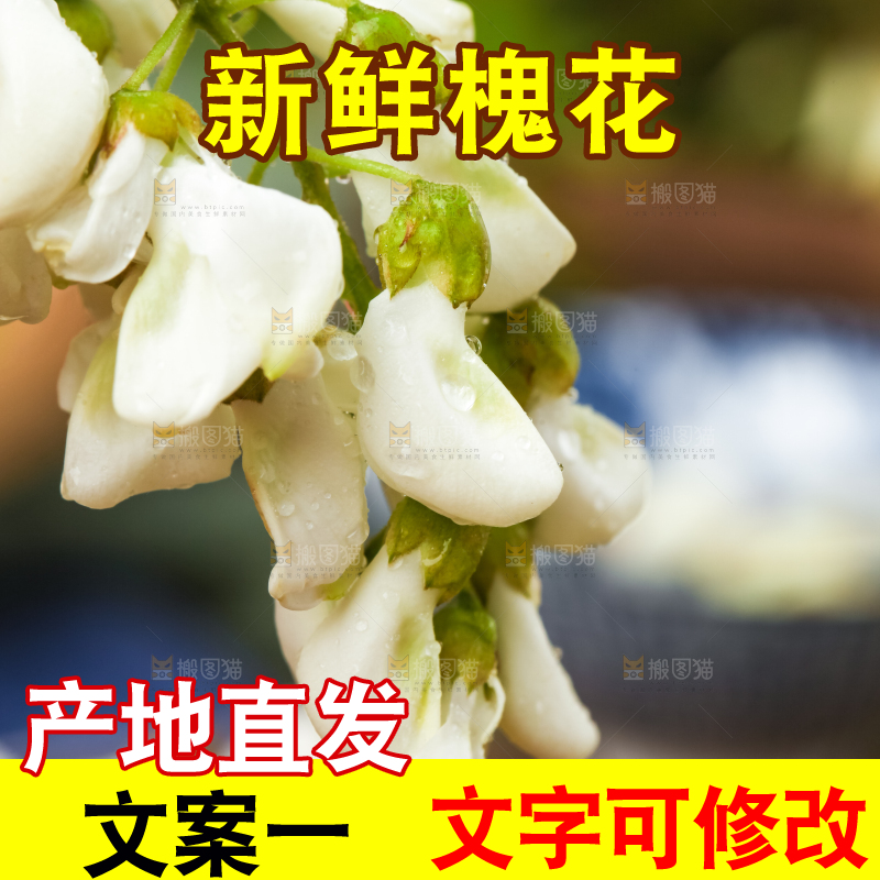 手里拿着刺槐树花