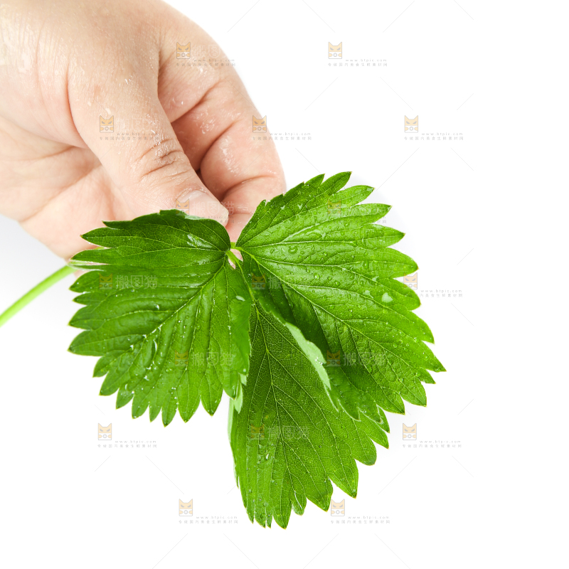 白底上放着草莓叶子