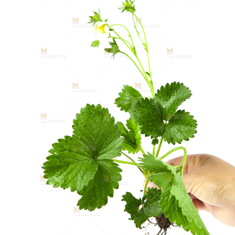 白底上的草莓花