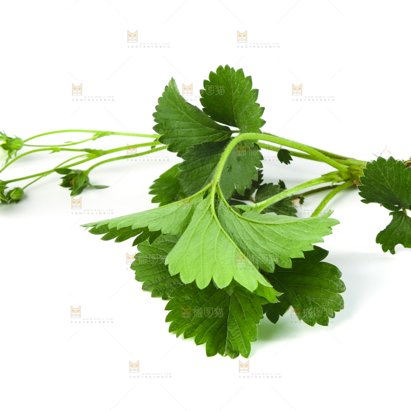 白底上的草莓花